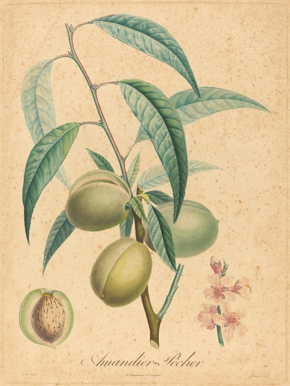 Migdał - Brzoskwinia autorstwa after A. Poiteau