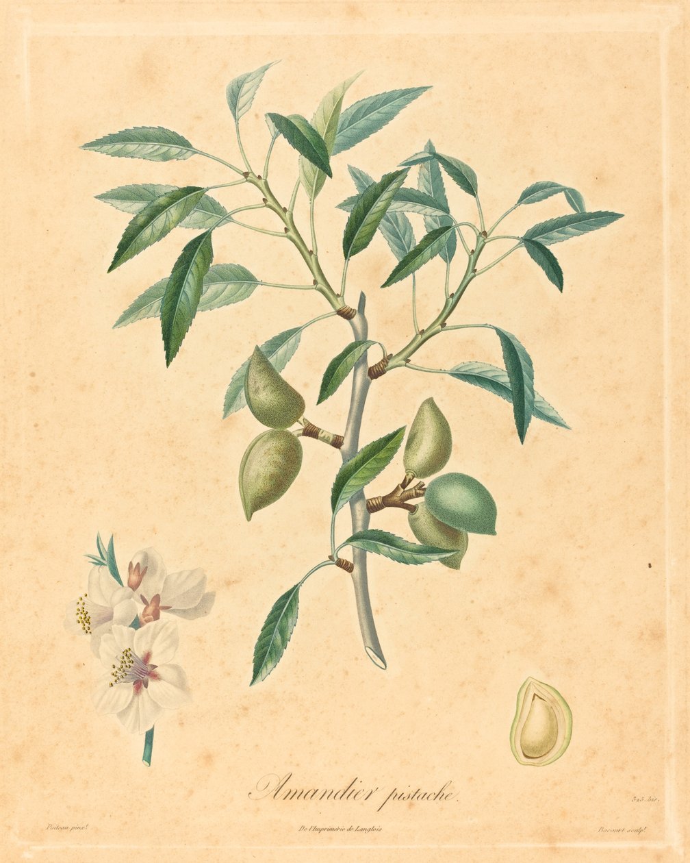 drzewo migdałowe pistacjowe autorstwa after A. Poiteau
