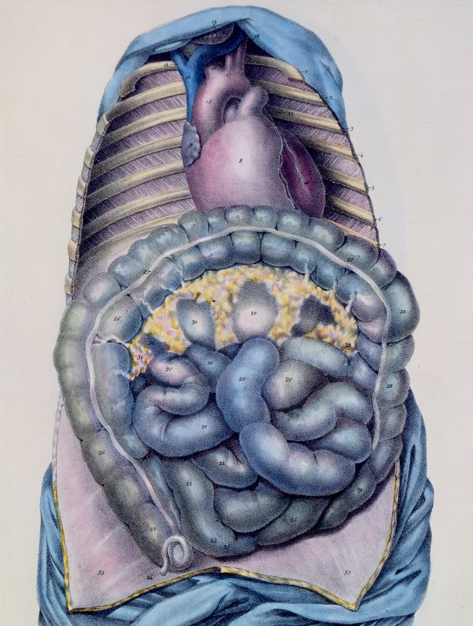 Anatomia jelita grubego, z opisu Manuela dAnatomie du Corps Humain autorstwa Jules Cloquet (1790-1883) ryty przez G. de Frey, 1825 autorstwa after Haincelin