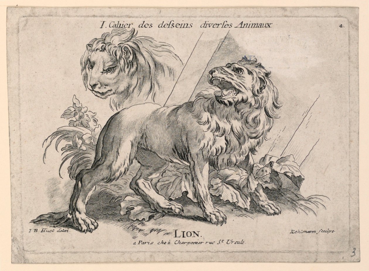 Studia lwów, płyta 4 z „Cahier des Desseins Diverse Animalaux” autorstwa after Jean Baptiste Huet