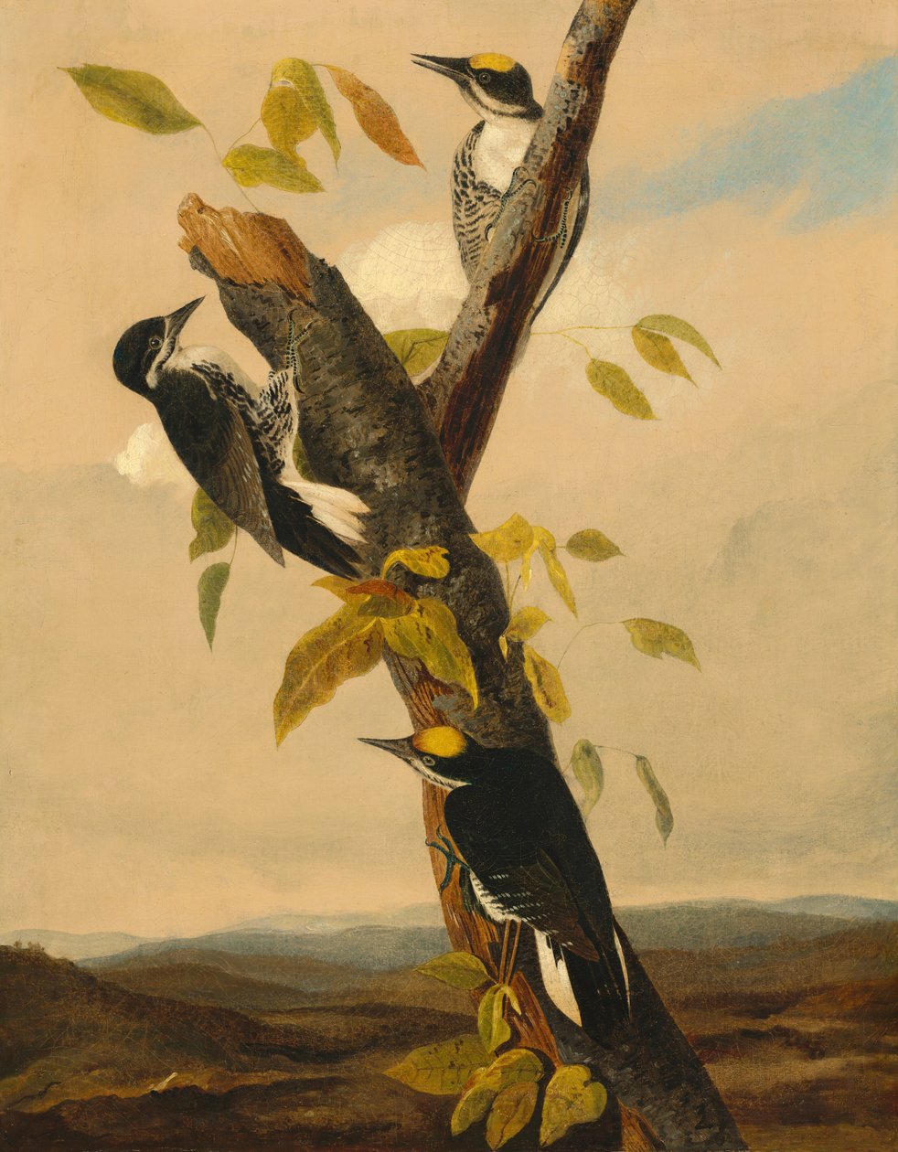 Dzięcioł trójpalczasty autorstwa after John James Audubon Joseph Bartholomew Kidd