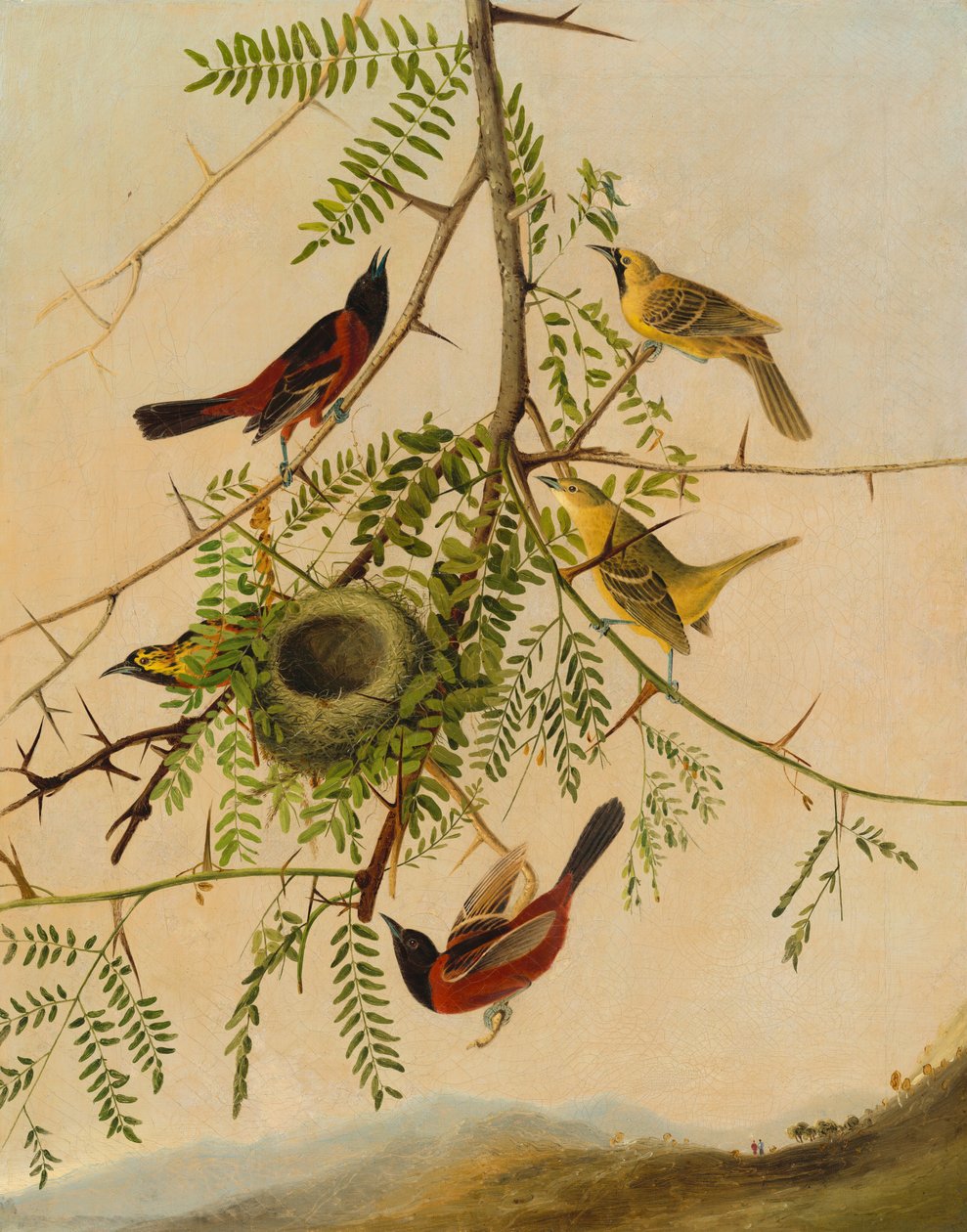 wilga sadu autorstwa after John James Audubon Joseph Bartholomew Kidd