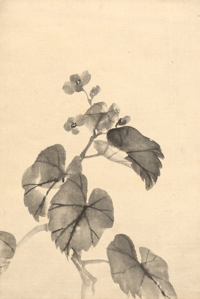 Oddział Begonia w Bloom autorstwa attributed to Kono Bairei