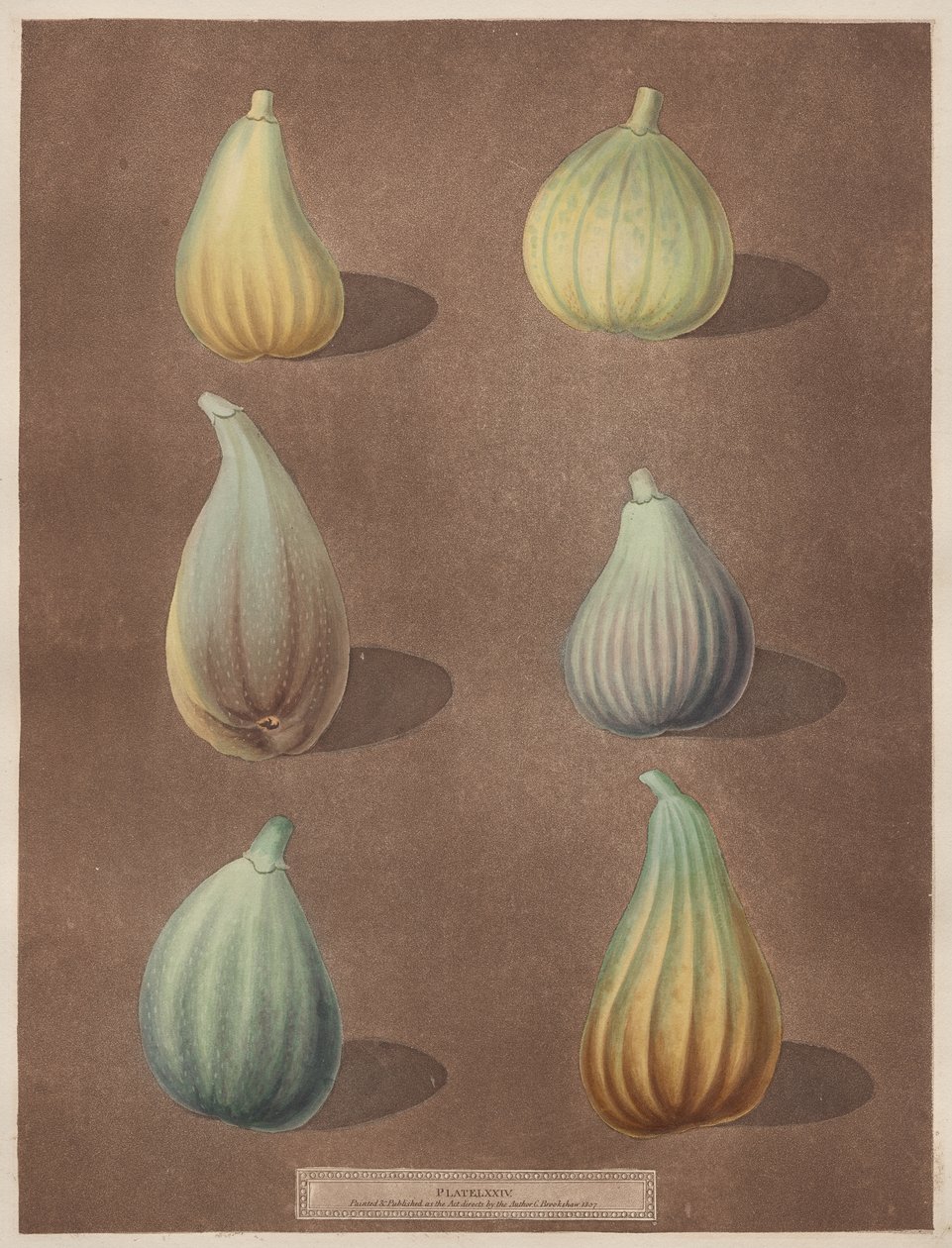 Pomona Britannica: nr 74 - Figi autorstwa attributed to Richard Brookshaw