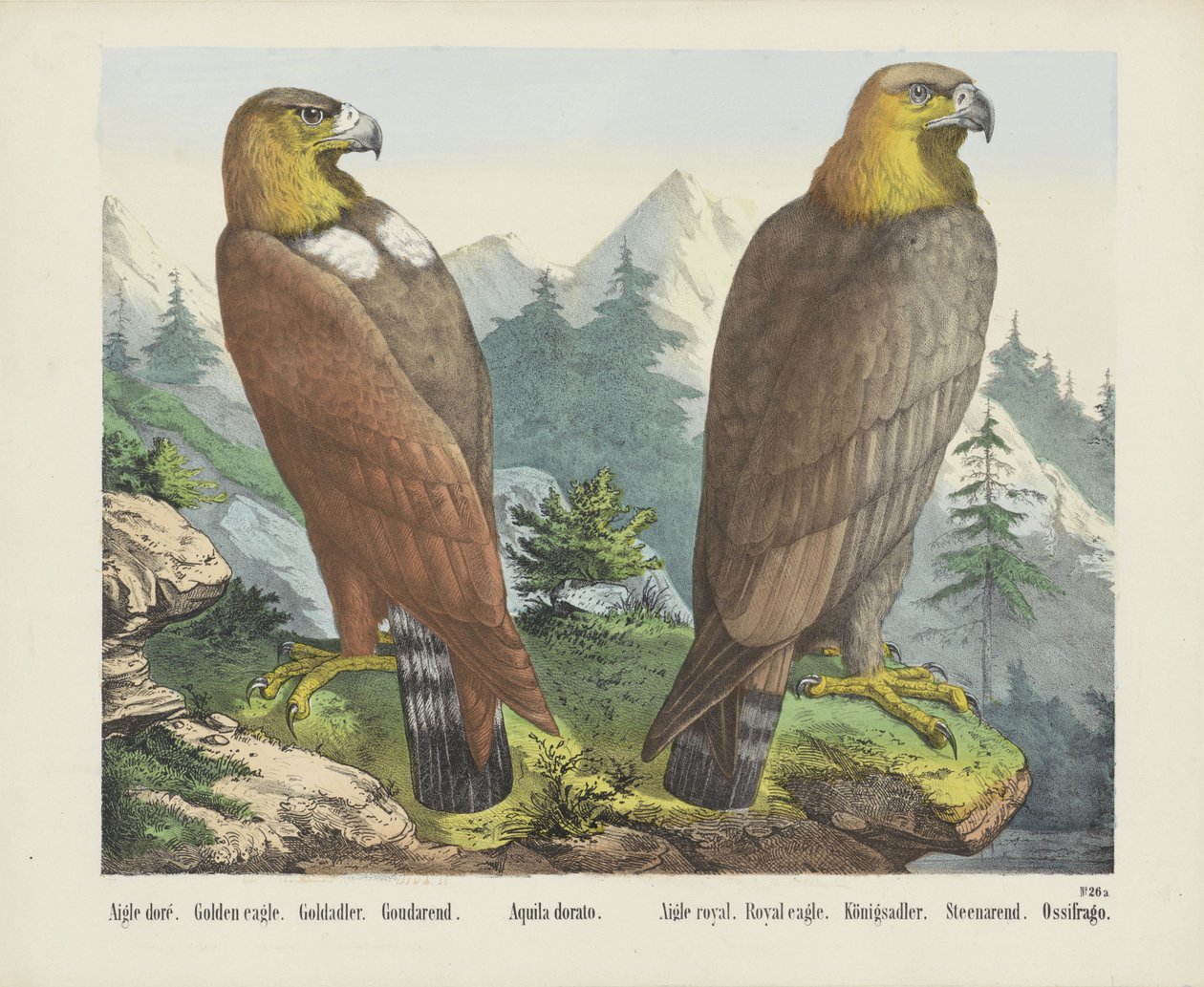 Aigle Doré. / Złoty Orzeł. / Goldadler. / Goudarend. / Aquila Dorato. / Aigle królewski. / Królewski orzeł. / Königsadler. /Steenarend. / Ossifrago (tytuł na obiekcie) autorstwa firma Joseph Scholz