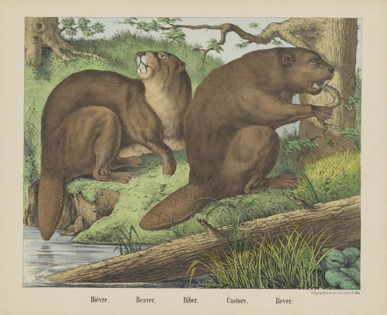 Bièvre. / Bóbr. / Biber. / Kastore. / Bever (tytuł na obiekcie) autorstwa firma Joseph Scholz