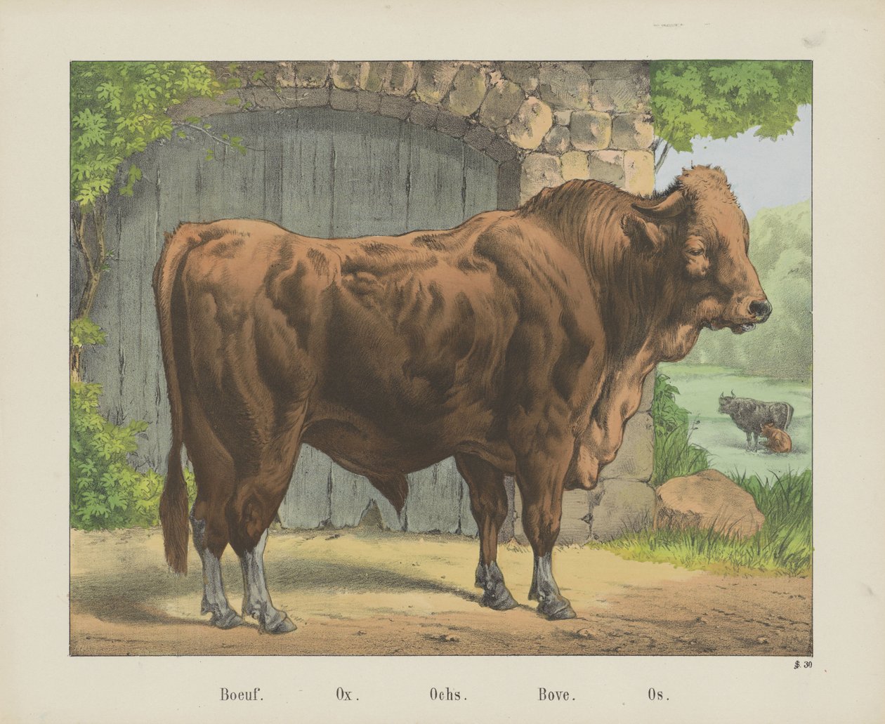 Boeuf. / Wół. / Och. / W górę. / Os (tytuł na obiekcie) autorstwa firma Joseph Scholz