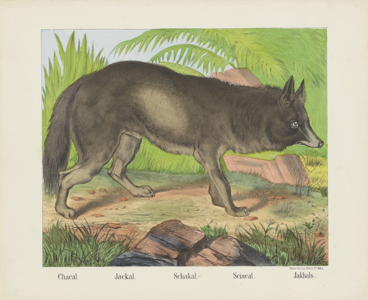 Chakal. / Szakal. / Schakal. / Sciacal. / Jakhals (tytuł na obiekcie) autorstwa firma Joseph Scholz