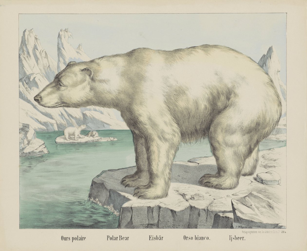 Nasze polaire / Niedźwiedź polarny / Eisbär / Orso bianco. / Ijsbeer (tytuł na obiekcie) autorstwa firma Joseph Scholz