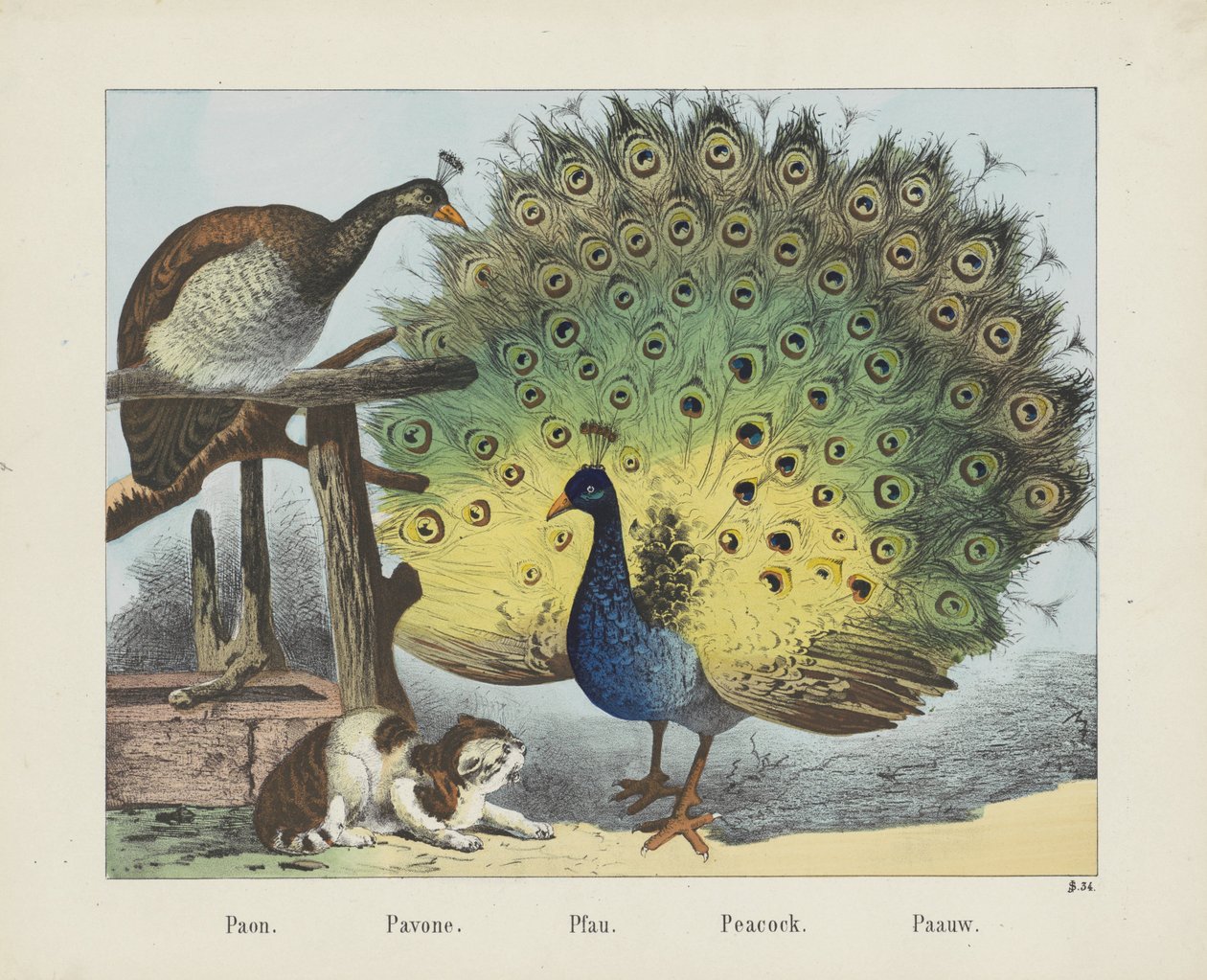 Paona. /Pawona. /Pfau. / Paw. / Paauw (tytuł na obiekcie) autorstwa firma Joseph Scholz