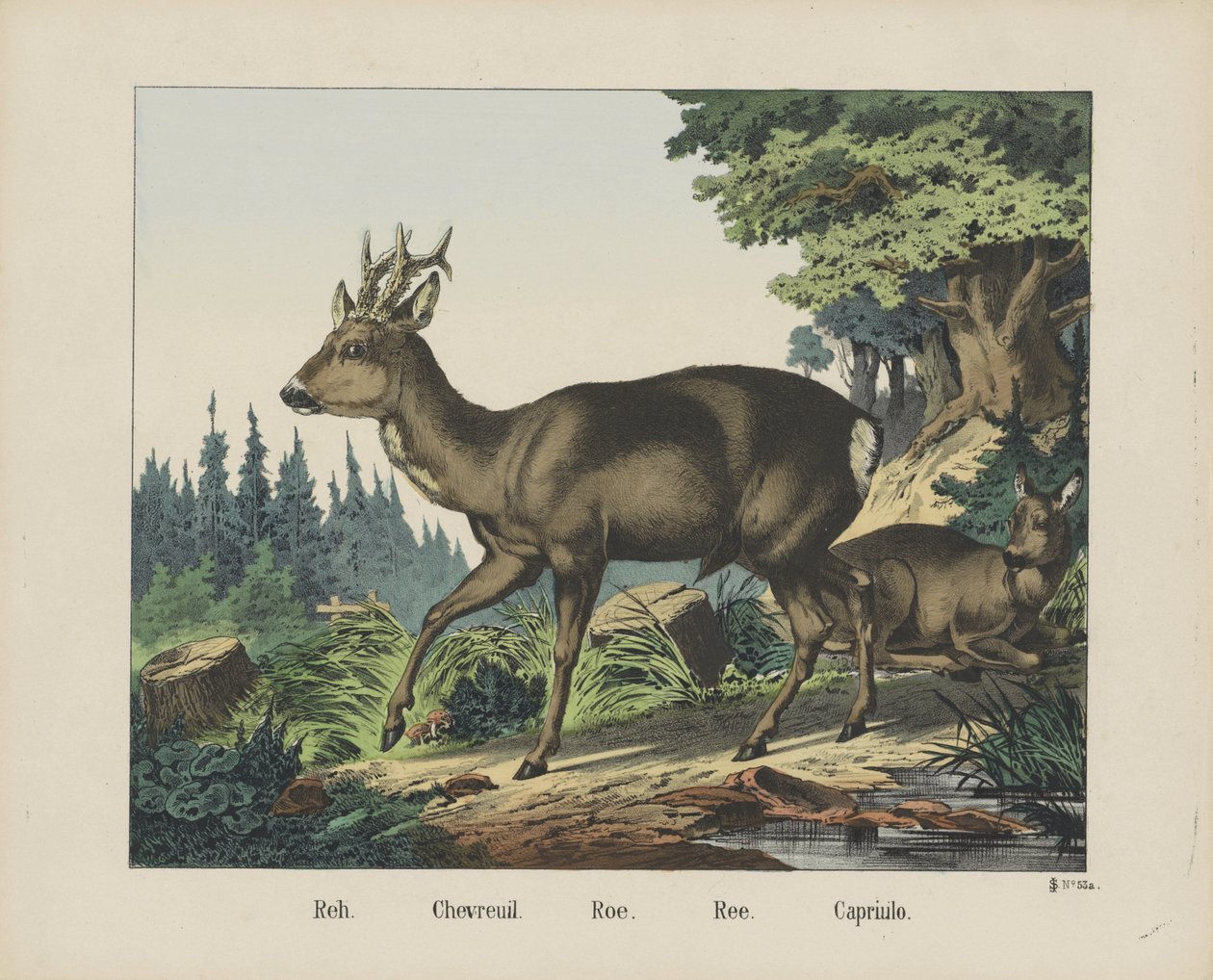 Reh. / Chevreuil. / Ikra. /Ree. / Capriulo (tytuł na obiekcie) autorstwa firma Joseph Scholz