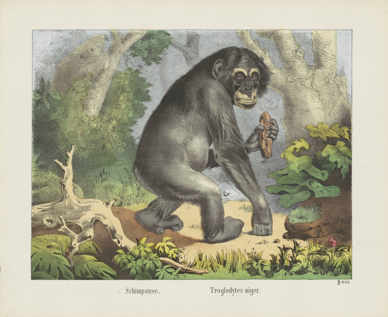 Schimpans. / Troglodytes niger (tytuł na obiekcie) autorstwa firma Joseph Scholz