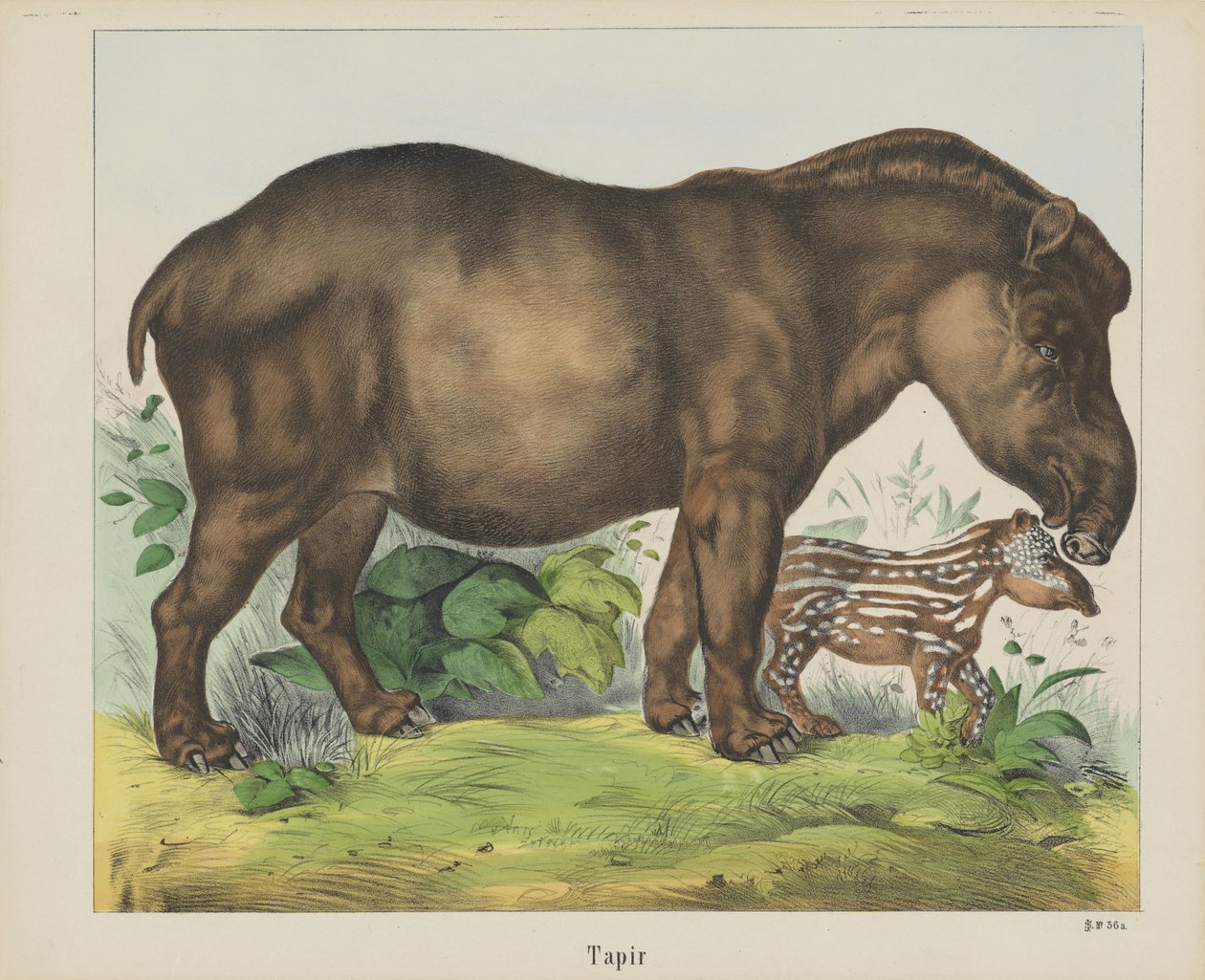 Tapir (tytuł na obiekcie) autorstwa firma Joseph Scholz