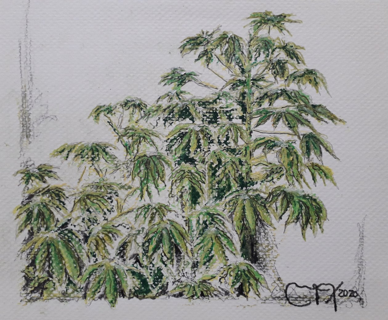 ROŚLINY JUKA autorstwa miguelmendez_art.ve