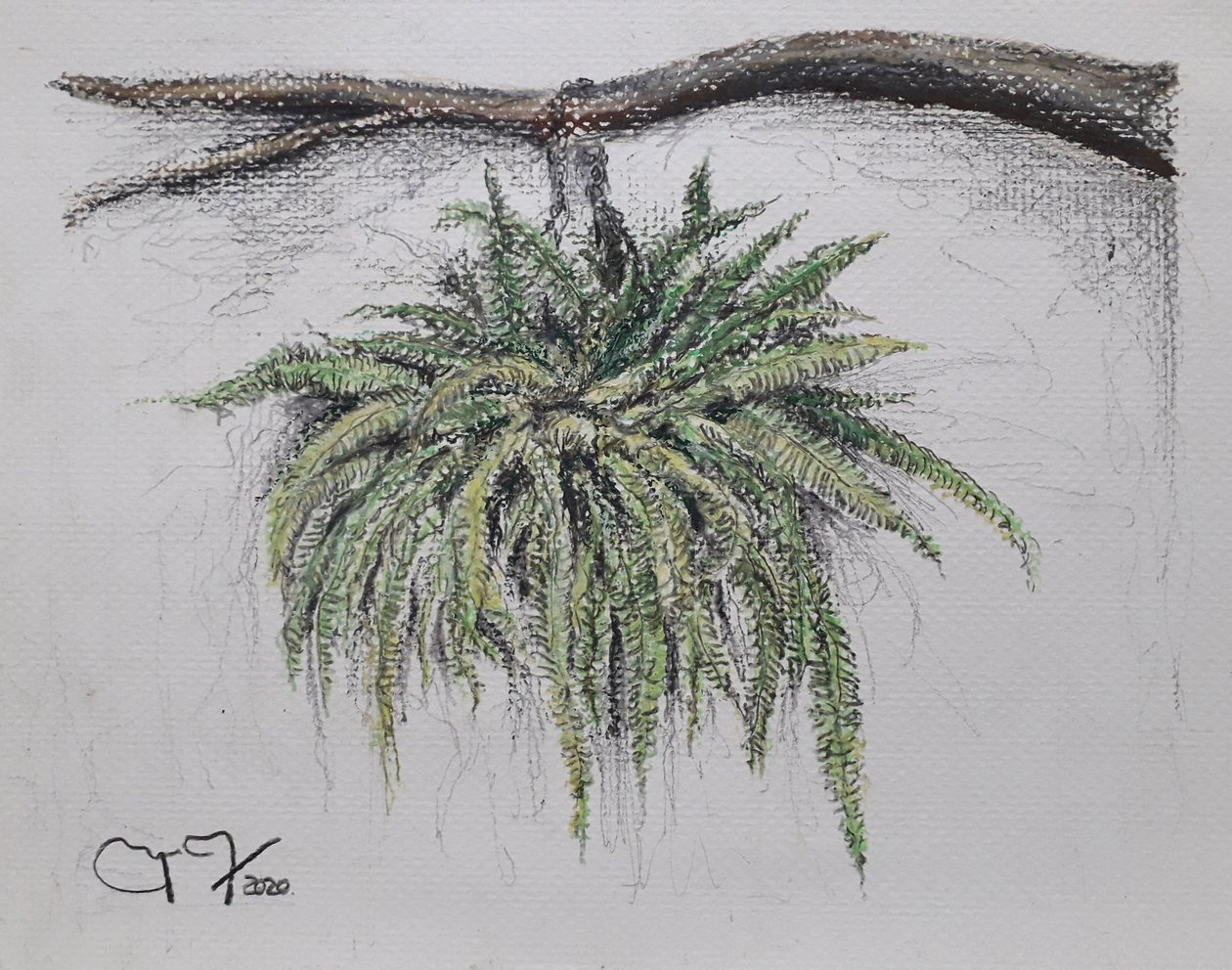 ROŚLINA OZDOBNA - PAPROĆ autorstwa miguelmendez_art.ve