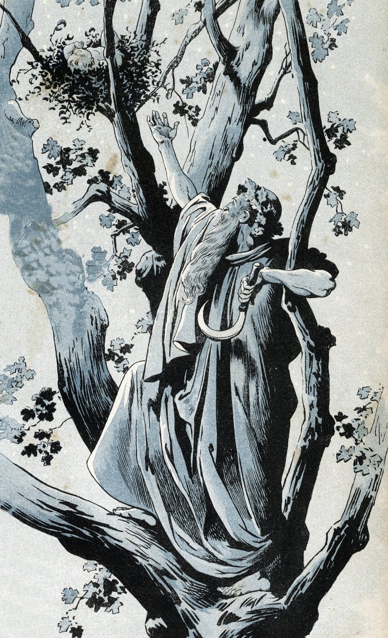 Galijski druid, wspinający się po dębie, by zerwać jemiołę swoją serpą, odkrywa tam małą dziewczynkę. w „”Francja, jego historia opowiedziana przez G. Montorgueila, sfotografowana przez Joba”” 1896. Zbiory prywatne. autorstwa pseudonym for Onfray de Breville Jacques Job