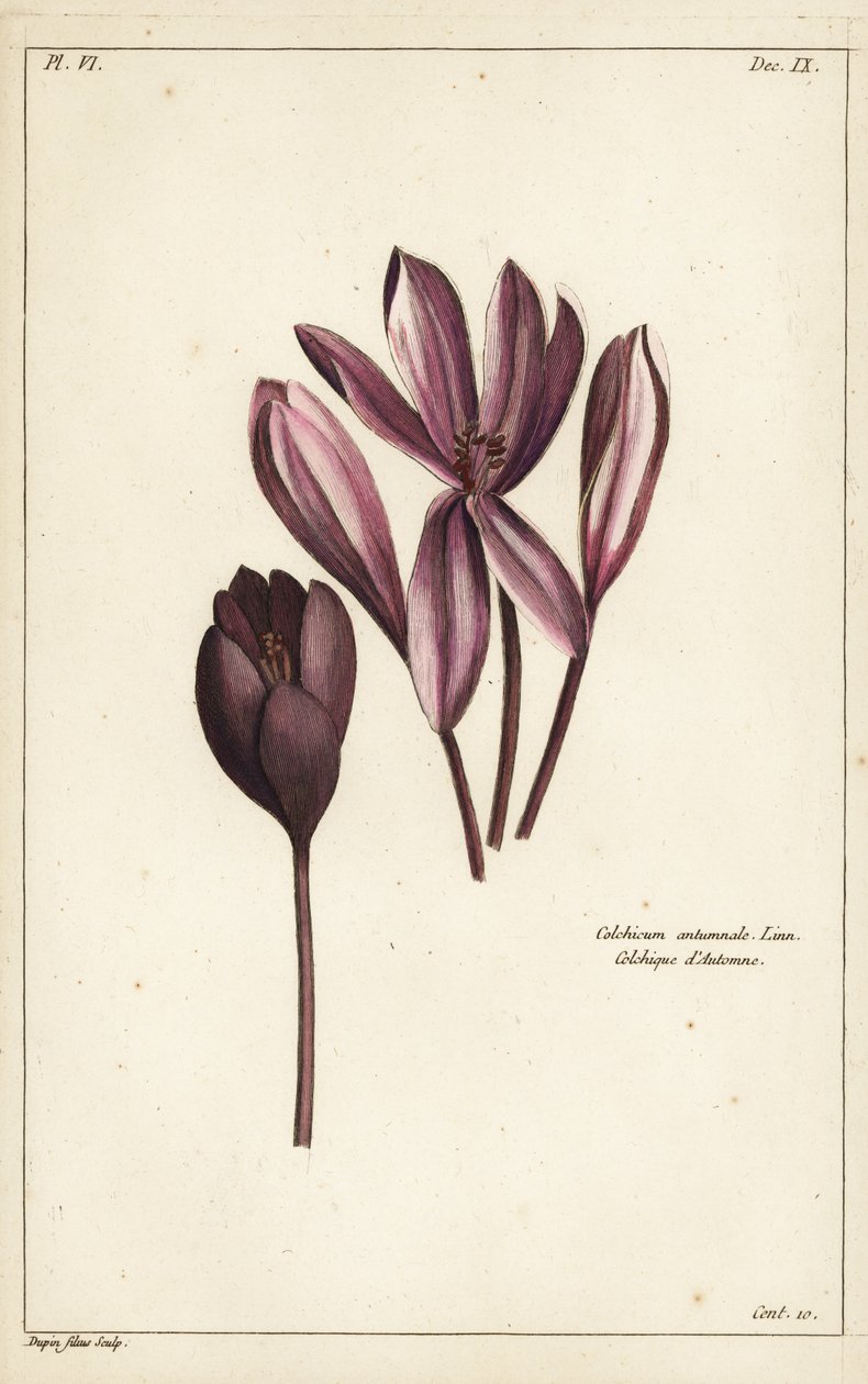 Krokus jesienny, szafran łąkowy lub nagie panie, Colchicum autumnale, Linn autorstwa the Younger Dupin
