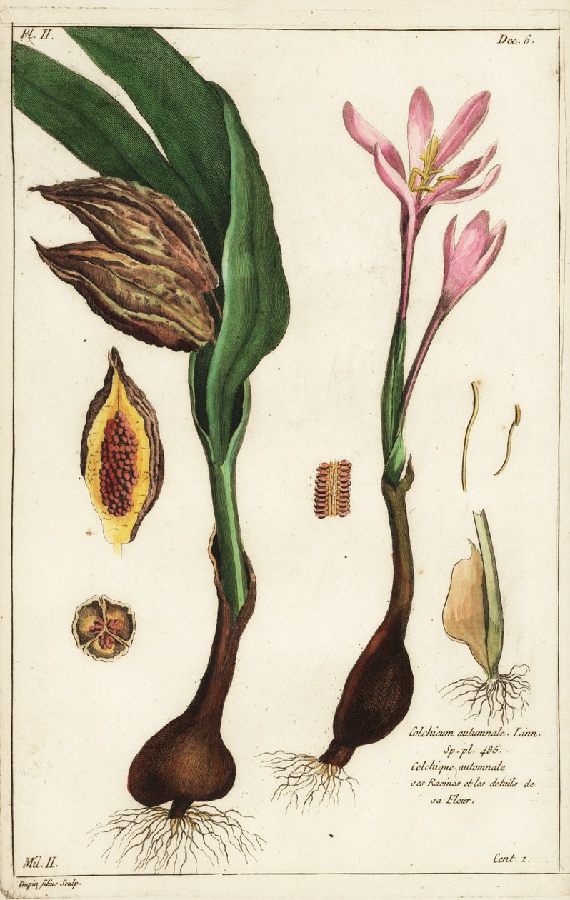 Krokus jesienny, szafran łąkowy lub nagie panie, Colchicum autumnale, Linn autorstwa the Younger Dupin