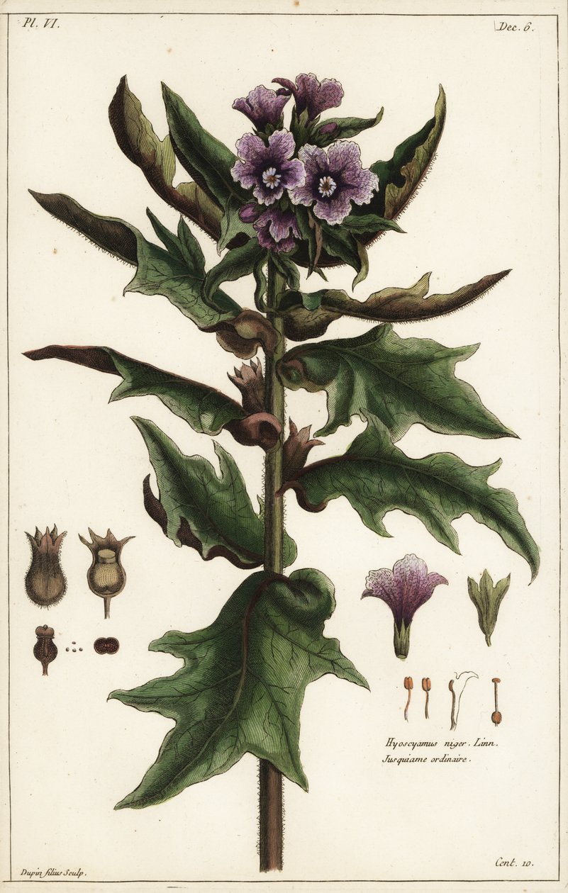 Czarny lulek, jusquiame noire, Hyoscyamus niger Linn autorstwa the Younger Dupin