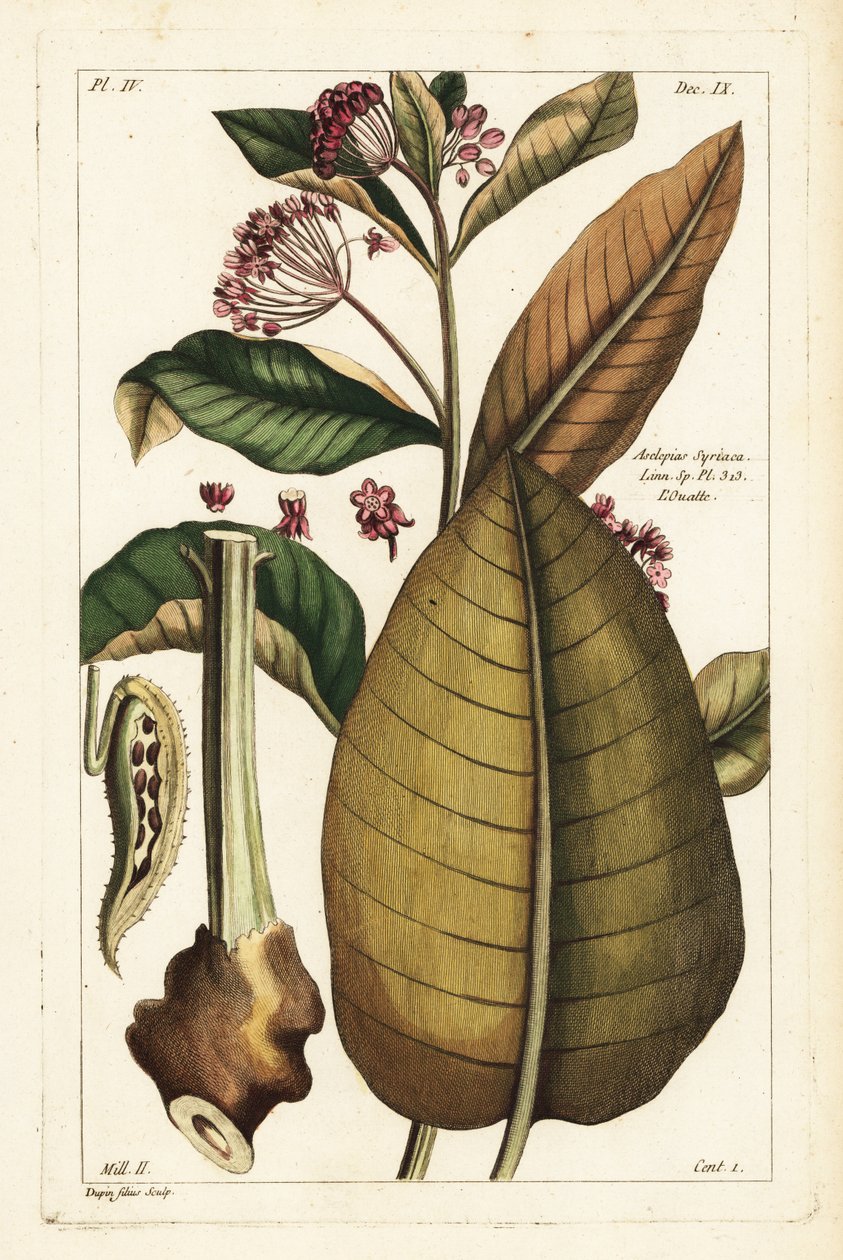 Milkweed pospolity , Asclepias syriaca autorstwa the Younger Dupin