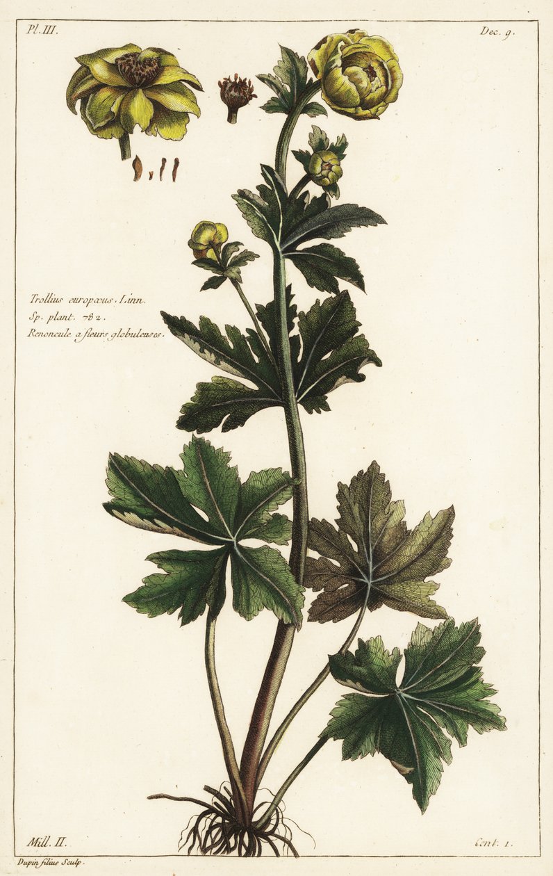 Globeflower, Trollius europaeus, Linn autorstwa the Younger Dupin