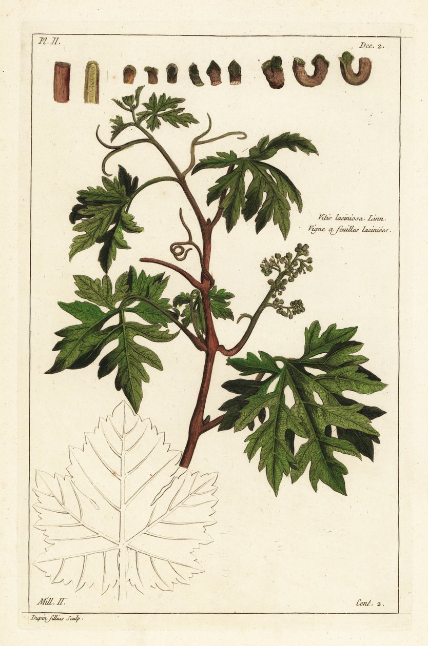 Liście i pączkujące winogrona na winorośli, Vitis vinifera autorstwa the Younger Dupin