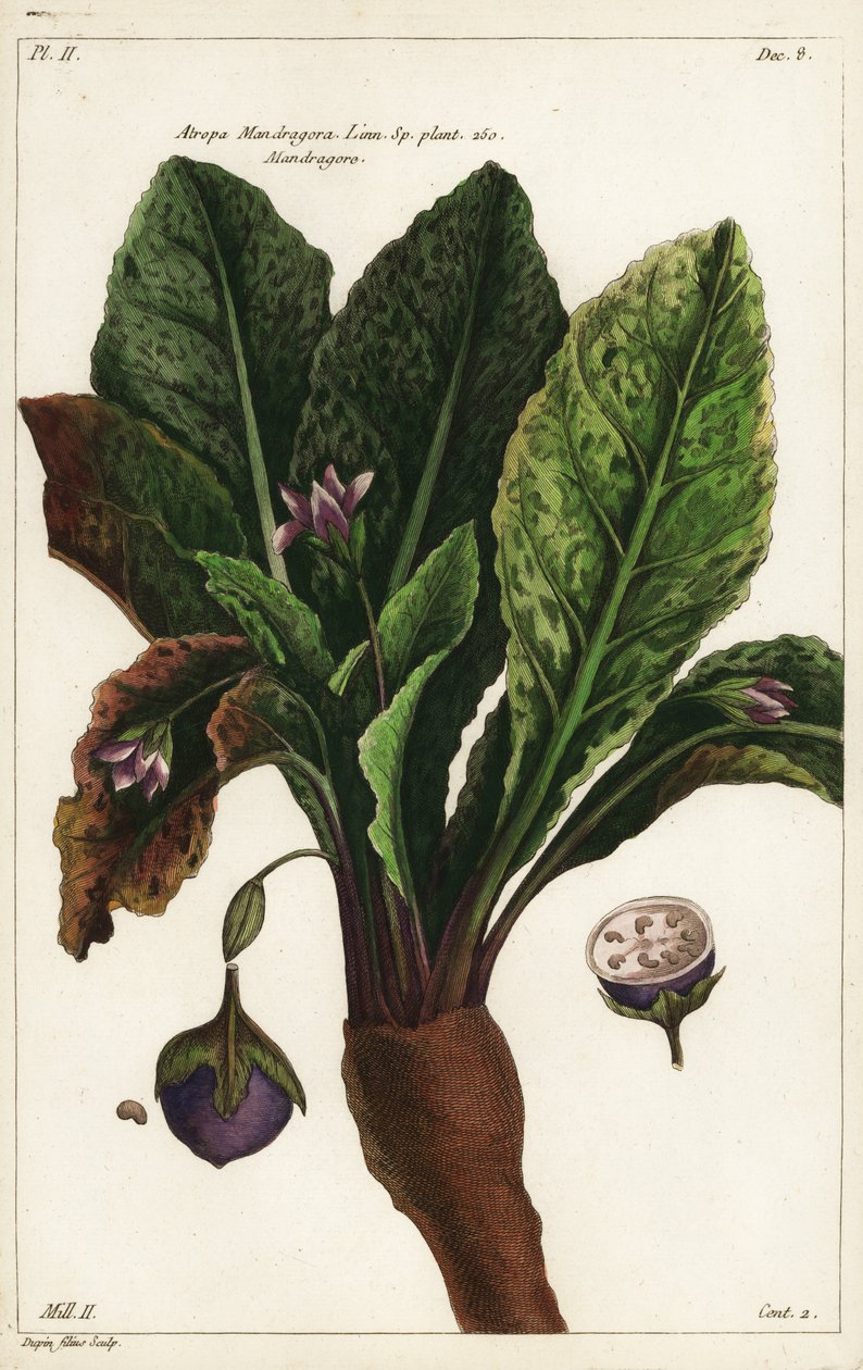 Mandragora, Mandragora autorstwa the Younger Dupin