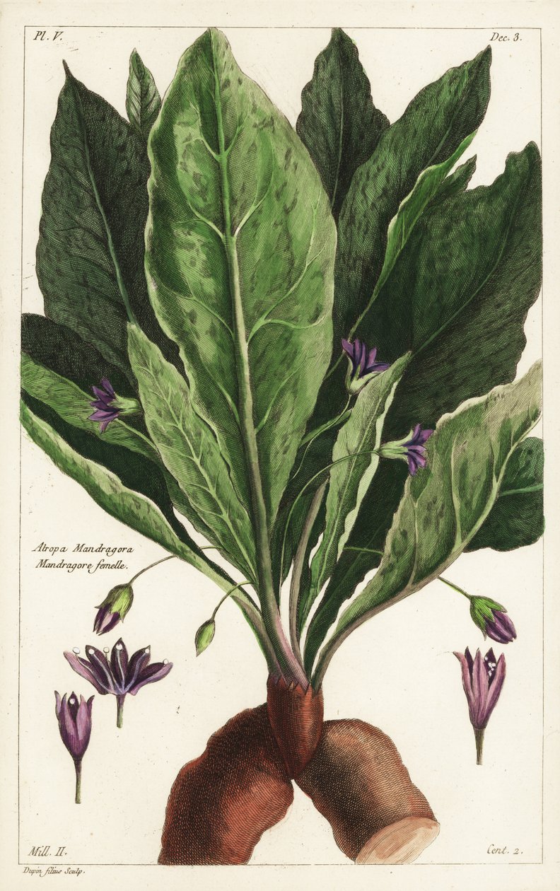 Mandragora, żeńska, Mandragora officinarum, Atropa mandragora, żeńska mandragora autorstwa the Younger Dupin