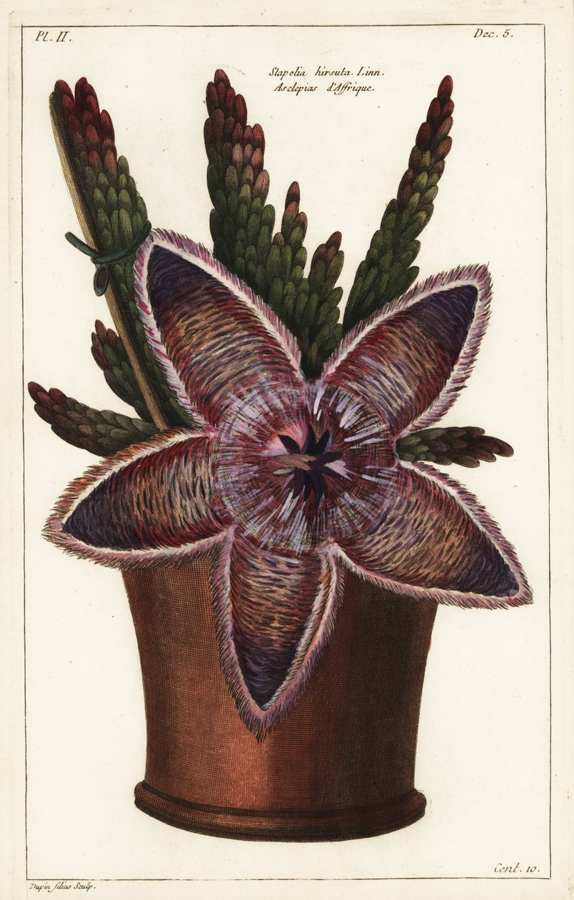Kwiat rozgwiazdy lub roślina padliny, Stapelia hirsuta Linn autorstwa the Younger Dupin