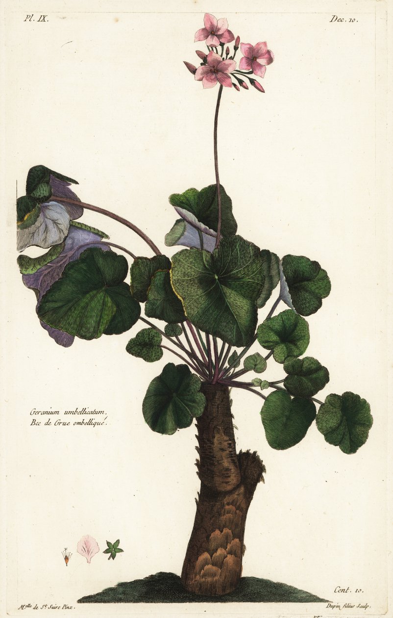 Nierozwiązane gatunki geranium, Geranium autorstwa the Younger Dupin