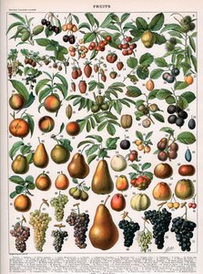 Ilustracja odmian owoców, c.1905-10 (kolor lito) autorstwa (after) Alillot