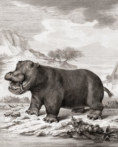 Hipopotam (Hippopotamus amphibius)