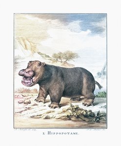 Hipopotam (Hippopotamus amphibius)