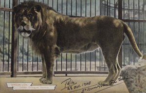 Lew afrykański, londyńskie ogrody zoologiczne (zdjęcie kolorowe) autorstwa (after) English photographer