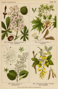 Aesculus Hippocastanum, Acer Platanoides, Rhus Cotinus, Laburnum Vulgare (kolor lito) autorstwa (after) German School