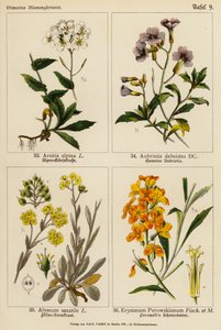 Arabis Alpina, Aubrietia Deltoidea, Alyssum Saxatile, Erysimum Perowskianum (kolorowa litografia) autorstwa (after) German School