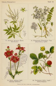 Aruncus Aruncus, Filipendula Filipendula, Geum Chilense, Duchesnea Indica (kolor lito) autorstwa (after) German School