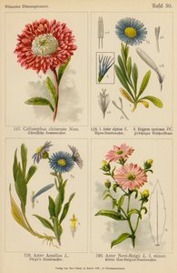 Callistephus Chinensis, Aster Alpinus, Erigeron Speciosus, Aster Amellus, Aster Novi-Belgii (kolorowa litografia) autorstwa (after) German School