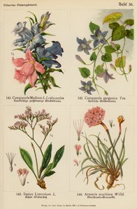 Campanula Medium, Campanula Garganica, Statice Limonium, Armeria Maritima (kolor lito) autorstwa (after) German School