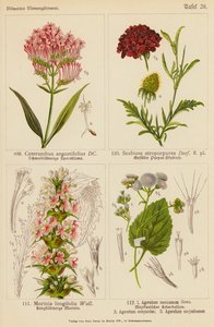 Centranthus Angustifolius, Scabiosa Atropurpurea, Morinia Longifolia, Ageratum Mexicanum, Ageratum Conyzodes, Ageratum Corymbosum (kolor lito) autorstwa (after) German School
