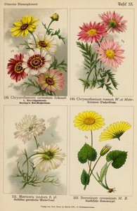 Chrysanthemum Carinatum, Chrysanthemum Roseum, Matricaria Inodora, Doronicum Caucasicum (kolor lito) autorstwa (after) German School