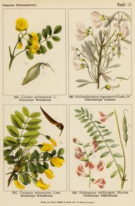 Colutea Arborescens, Halimodendron Argenteum, Caragana Arborescens, Hedysarum Multijugum (kolorowa litografia) autorstwa (after) German School
