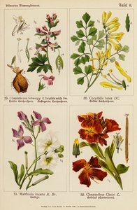 Corydalis cava, Corydalis solida, Corydalis lutea, Matthiola incana, Cheiranthus cheiri (kolor lito) autorstwa (after) German School