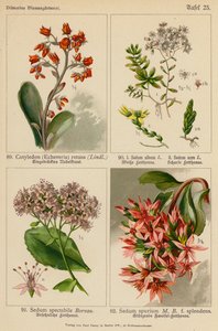 Cotyledon (Echeveria) Retusa, Sedum Album, Sedum Acre, Sedum Spectabile, Sedum Spurium (color litho) autorstwa (after) German School