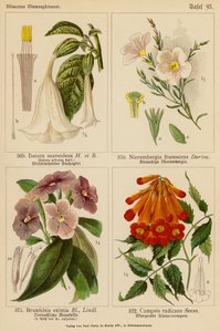 Datura Suaveolens, Nierembergia Frutescens, Brunfelsia Eximia, Campsis Radicans (kolorowa litografia) autorstwa (after) German School