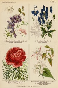 Delphinium Consolida, Aconitum Napellus, Paeonia Tenuifolia, Epimedium Macranthum F Violaceum, Epimedium Youngianum (kolor lito) autorstwa (after) German School