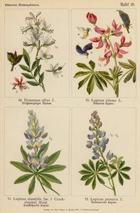 Dictamnus Albus, Lupinus Pilosus, Lupinus Mutabilis, Lupinus Perennis (litografia kolorowa) autorstwa (after) German School