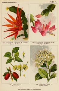 Epiphyllum Gaertneri, Epiphyllum Truncatum, Cornus Mas, Viburnum Tinus (kolorowa litografia) autorstwa (after) German School