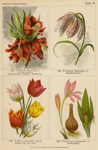 Fritillaria Imperialis, Fritillaria Meleagris, Tulipa Suaveolens, Colchicum Autumnale (kolorowa litografia) autorstwa (after) German School