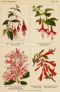 Fuchsia Coccinea, Fuchsia Hybrida, Fuchsia Arborescens, Fuchsia Triphylla, Zauschnera Californica (kolor lito) autorstwa (after) German School